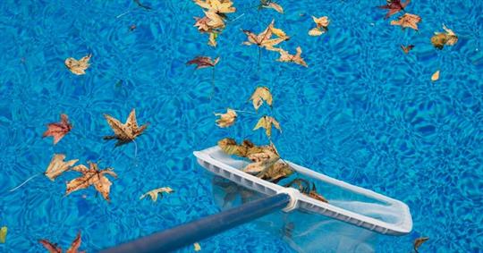 Skimming fall leaves from a swimming pool